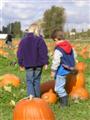 Pumkin Farm 2004